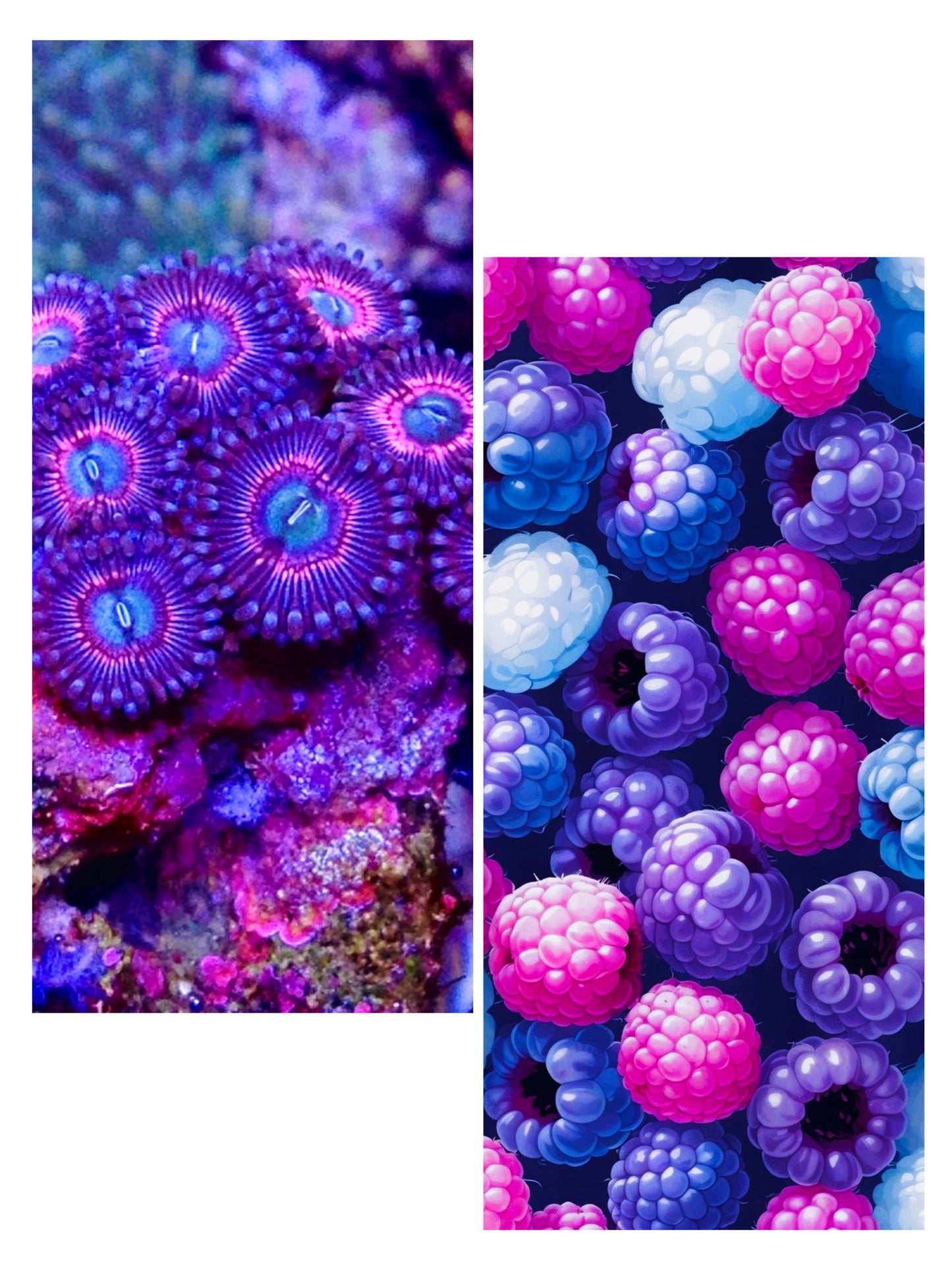 Gemflare Cosmic Berry Competition Bikini